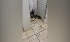 Cận cảnh cá sấu con bất ngờ xuất hiện trong nhà vệ sinh của khách sạn ở Brazil