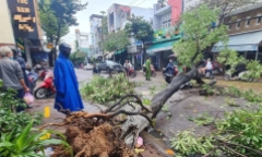 Tin tức thời sự hôm nay (28/12): Cây lớn đổ, đè trúng người đi đường ở Bình Định