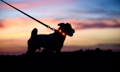 Cãi vã với chồng, người phụ nữ trả đũa bằng hành động đáng sợ với chó cưng