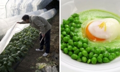 Top những loại rau củ đắt đỏ nhất hành tinh, có loại 