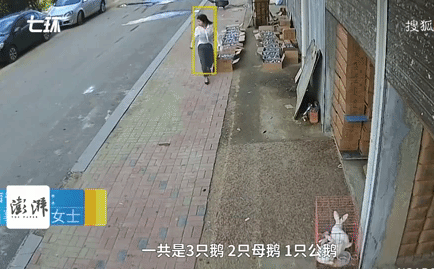 Clip: Người phụ nữ bị ngỗng 