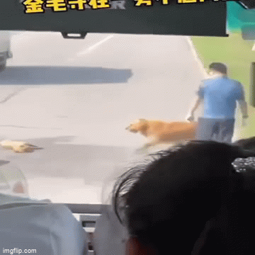 Rơi nước mắt trước phản ứng của chú chó khi bạn bị ô tô tông chết giữa đường