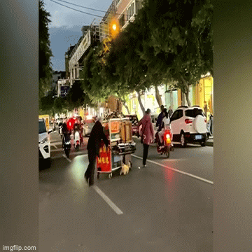 Video: Chú chó nhỏ gắng sức giúp đôi vợ chồng già kéo xe qua đường