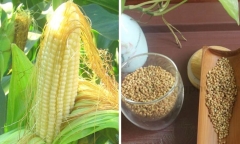2 loại thực phẩm 