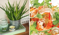 Nha đam: Loại cây vừa nhiều lợi ích sức khỏe vừa tốt cho làm đẹp da