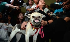 Chú chó liều mình cứu người ở Philippines 10 năm trước đã qua đời