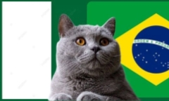 Nhận định soi kèo trận nữ Nigeria-Brazil Olympic 2024 0h ngày 25/7: Mèo tiên tri bênh vực kẻ mạnh