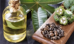 Mách bạn những lợi ích bất ngờ của hạt thầu dầu với sức khỏe