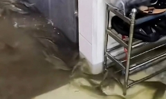 Clip: Đàn cá bơi 
