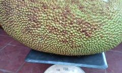 Quả mít 