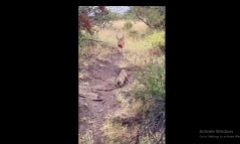 Cả gan vào địa bàn của báo hoa mai, linh dương phải trả giá đắt