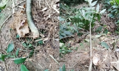 Suýt mất mạng vì ăn một thứ củ mọc trong rừng