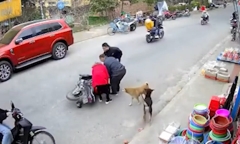 Video: Cô gái phanh gấp khi gặp chó và cái kết 