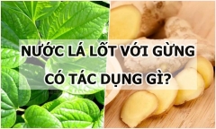 Nước lá lốt với gừng có tác dụng ra sao đối với sức khỏe?