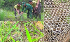 Cận cảnh con trăn gấm quý hiếm vừa được thả về môi trường tự nhiên ở Nghệ An