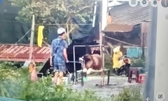 Vụ chó Alaska bị đánh đập dã man ở Đà Lạt: Tiết lộ lời khai ban đầu