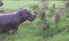 Video: Cả gan khiêu khích hà mã, sư tử nhận bài học nhớ đời