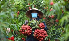 Vải thiều Thanh Hà xuất khẩu sang Úc, giá lên kệ gần 600.000 đồng/kg