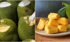 Bôi vôi vào mít có tác dụng gì?