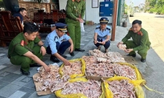 Phát hiện hơn 470kg chân gà, đuôi lợn không rõ nguồn gốc ở Nghệ An