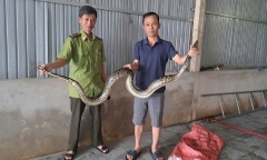 Đang làm vườn, người dân phát hiện cá thể trăn dài gần 4m, nặng hơn 7kg