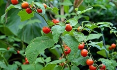 Những lưu ý đặc biệt khi dùng cà gai leo để giải độc gan