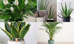 Bật mí những loại cây giúp thanh lọc không khí