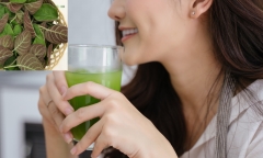 Uống nước lá mơ hằng ngày có tốt không? Cách sử dụng hợp lý