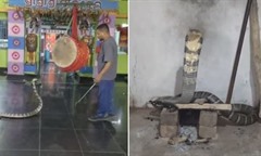 Rắn hổ mang chúa 3,6 mét bất ngờ bò vào đền, phản ứng lạ khi nghe tiếng trống