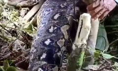 Clip: Mổ bụng trăn, cảnh tượng bên trong khiến người dân kinh hãi
