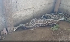 Video: Cầy mangut đụng độ rắn hổ mang cực độc và cái kết khó tin