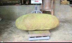Loại quả lạ nặng hơn 50kg khiến cả vùng náo loạn, ai cũng muốn vào xem
