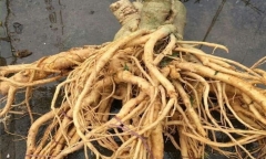 Củ đinh lăng ngâm rượu có phải càng già càng tốt?