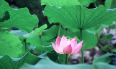 Lá sen có tác dụng gì?