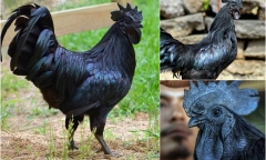 Kỳ lạ giống gà đen
