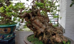 Cây ăn quả quen thuộc nay biến thành