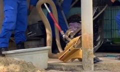 Phát hiện rắn hổ mang chúa ẩn nấp trong nhà, gia chủ gọi điện báo đội cứu hỏa địa phương