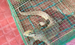 Phát hiện con vật 