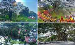 Cây đa di sản hơn 300 tuổi ở Lào Cai: Chu vi 