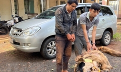 CSGT truy đuổi hơn 10km bắt giữ 2 đối tượng dùng ô tô đi trộm chó