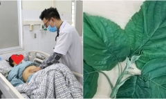 Người phụ nữ suýt mất mạng vì ăn phải loại lá chứa độc kèm thịt chó