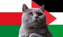 Dự đoán kết quả trận Oman vs Palestine, VL World Cup 23h ngày 14/11: Mèo tiên tri chọn dễ