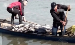 Trung Quốc: Người phụ nữ hầu tòa vì phóng sinh hơn 12 tấn cá