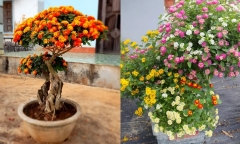 Loài hoa mọc dại ven đường không ai ngó nay lên chậu thành bonsai đắt tiền, ai cũng muốn sở hữu