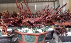 Biến loại cây đã đắt nay còn đắt hơn với kiểu dáng bonsai độc đáo, giá ngang chiếc xe