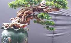 Ngắm nhìn bonsai kỳ dị giống 
