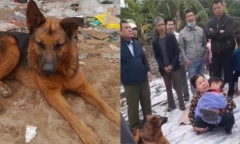 Từ vụ bé trai 6 tuổi đi lạc, được chú chó trung thành bảo vệ suốt đêm: Vì sao chó hay bảo vệ trẻ em?