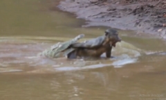 Bị cá sấu sông Nile khổng lồ tấn công bất ngờ, khỉ đầu chó thoát chết khó tin