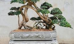 Ngắm nhìn các 