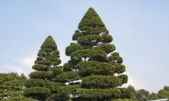 Cây ăn quả quen thuộc bất ngờ